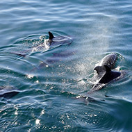 pays basque dauphin